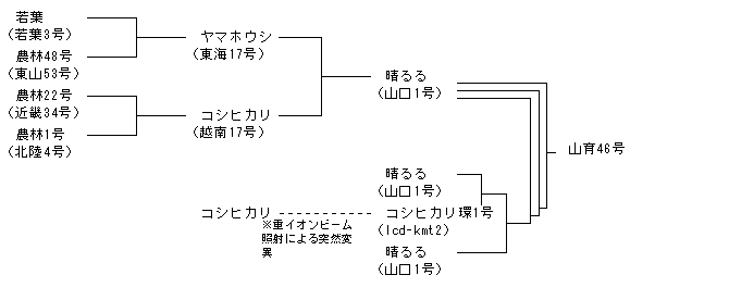 山育46号