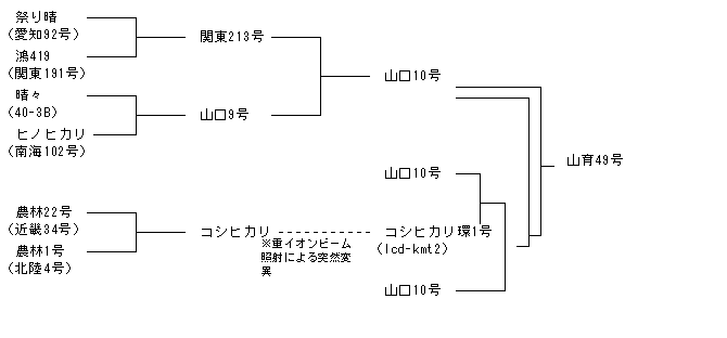 山育49号