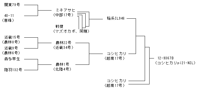 コシヒカリpi21-NIL